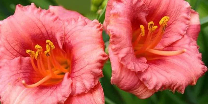 HEMEROCALLIS 'Cosmopolitan' - Hémérocalle, Lis d'un jour