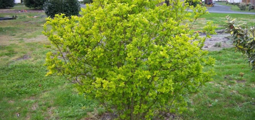 LIGUSTRUM ovalifolium 'Aureum' - Troène doré, plantes de haie