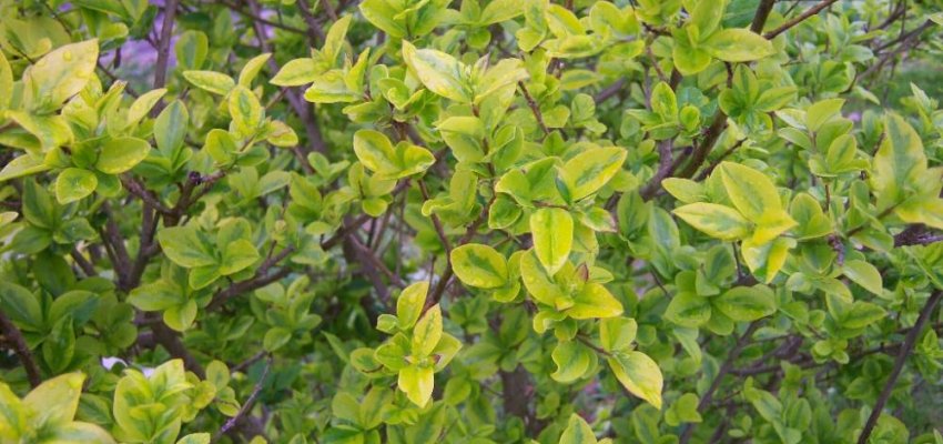LIGUSTRUM ovalifolium 'Aureum' - Troène doré, plantes de haie