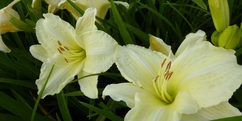 HEMEROCALLIS 'Joan Senior' - Hémérocalle, Lis d'un jour