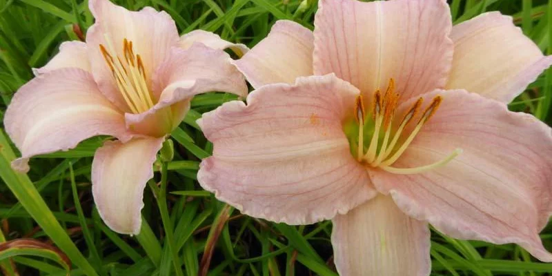 HEMEROCALLIS 'Luxury Lace' - Hémérocalle, Lis d'un jour