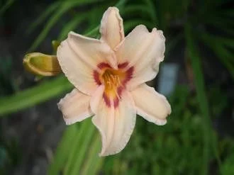 HEMEROCALLIS 'Lynn Hall' - Hémérocalle, Lis d'un jour