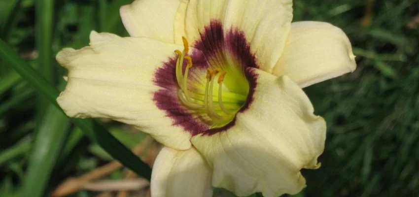 HEMEROCALLIS 'Pandora’s Box' - Hémérocalle, Lis d'un jour