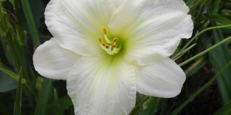 HEMEROCALLIS 'White Temptation'