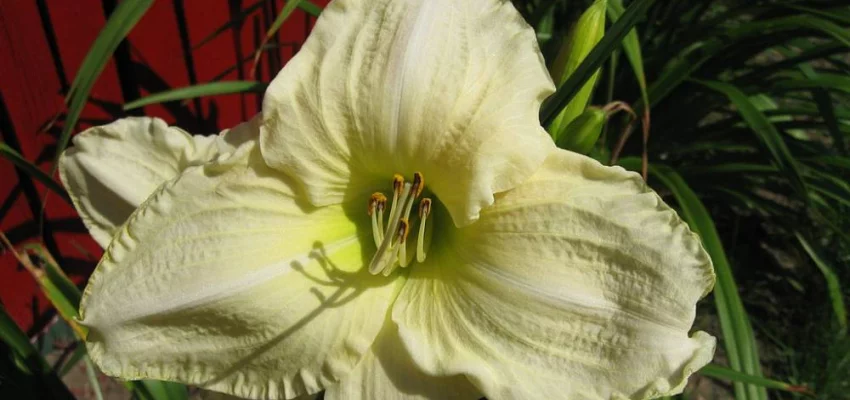 HEMEROCALLIS 'White Temptation'