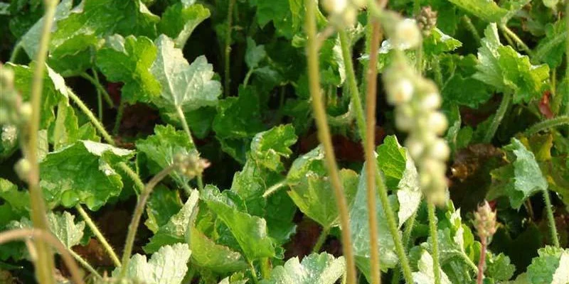 HEUCHERA brizoides 'Green Ivory' - Heuchère