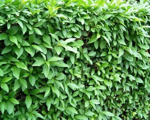 LIGUSTRUM vulgare 'Atrovirens' - Troène d'Europe Atrovirens