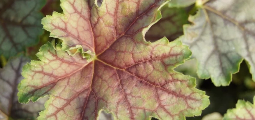 HEUCHERA 'Birkin'