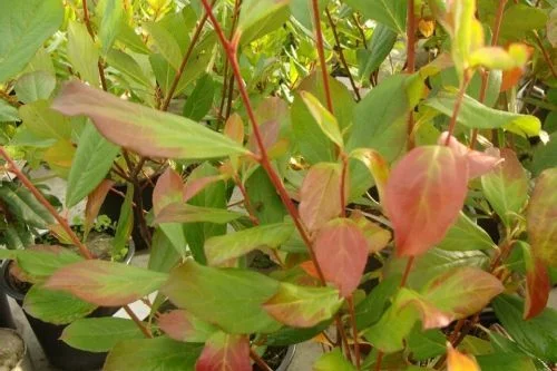 ARONIA melanocarpa 'Viking' - Aronie à fruits rouges 'Viking'