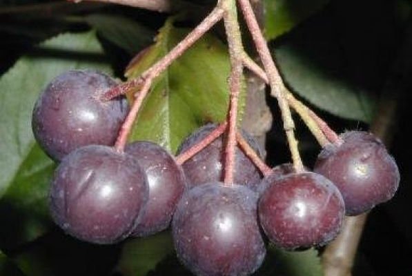 ARONIA melanocarpa 'Viking' - Aronie à fruits rouges 'Viking'