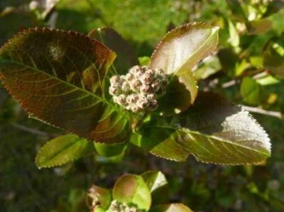 ARONIA melanocarpa 'Viking' - Aronie à fruits rouges 'Viking'