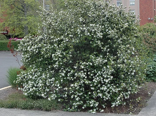 ARONIA melanocarpa 'Viking' - Aronie à fruits rouges 'Viking'