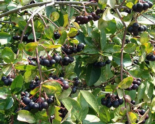 ARONIA melanocarpa 'Viking' - Aronie à fruits rouges 'Viking'
