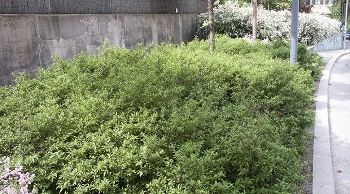 LIGUSTRUM vulgare 'Lodense' - Troène d'Europe tapissant 'Lodense'