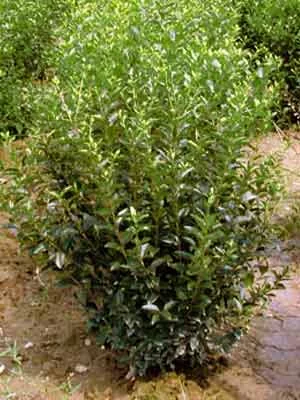 LIGUSTRUM vulgare 'Lodense' - Troène d'Europe tapissant 'Lodense'