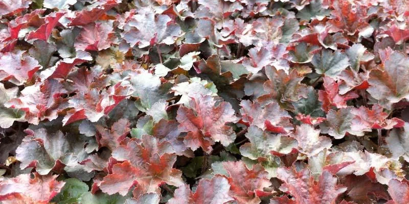 HEUCHERA 'Cappuccino' - Heuchère