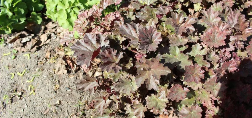 HEUCHERA 'Cappuccino' - Heuchère