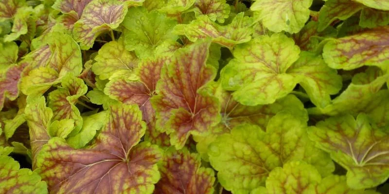 HEUCHERA 'Delta Dawn'®