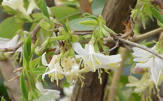 LONICERA fragrantissima - Chèvrefeuille d'hiver parfumé