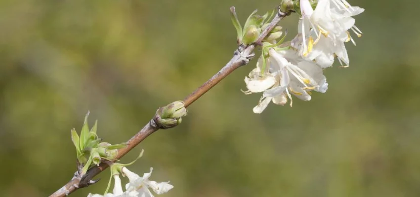 LONICERA fragrantissima - Chèvrefeuille d'hiver parfumé