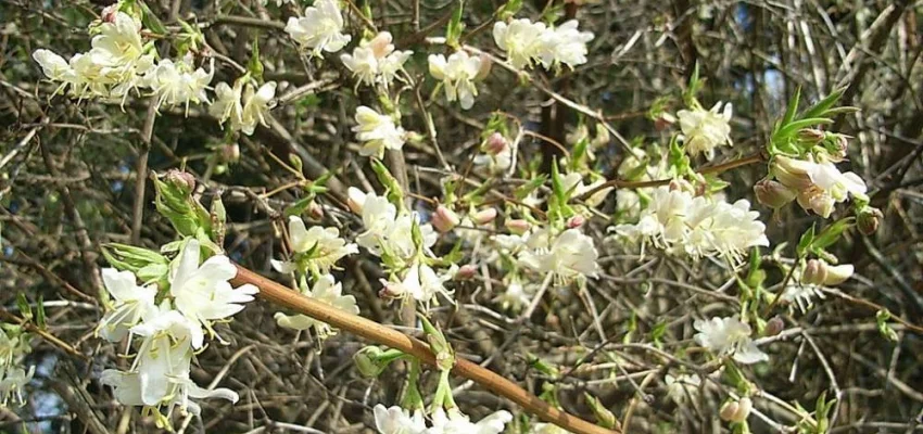 LONICERA fragrantissima - Chèvrefeuille d'hiver parfumé