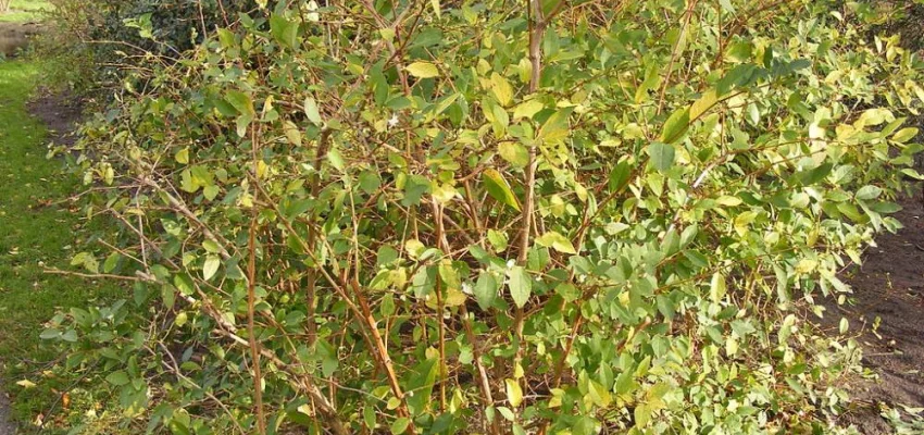 LONICERA fragrantissima - Chèvrefeuille d'hiver parfumé