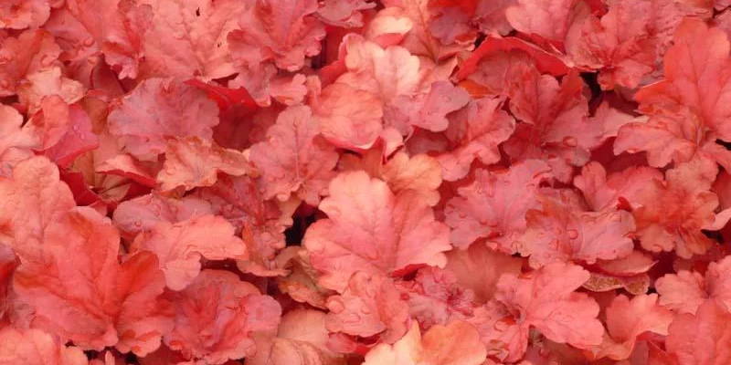 HEUCHERA 'Fire Alarm'