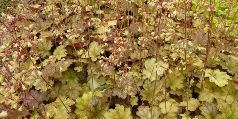 HEUCHERA 'Ginger Ale'® - Heuchère