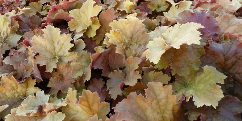 HEUCHERA 'Kassandra'® - Heuchère