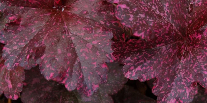 HEUCHERA 'Midnight Rose'® - Heuchère