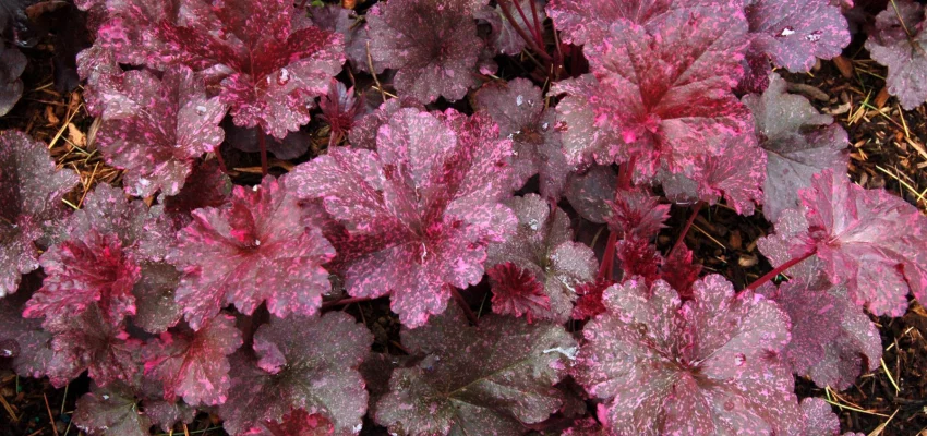 HEUCHERA 'Midnight Rose'® - Heuchère