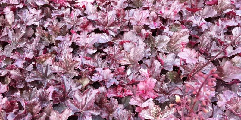 HEUCHERA 'Midnight Rose'® - Heuchère