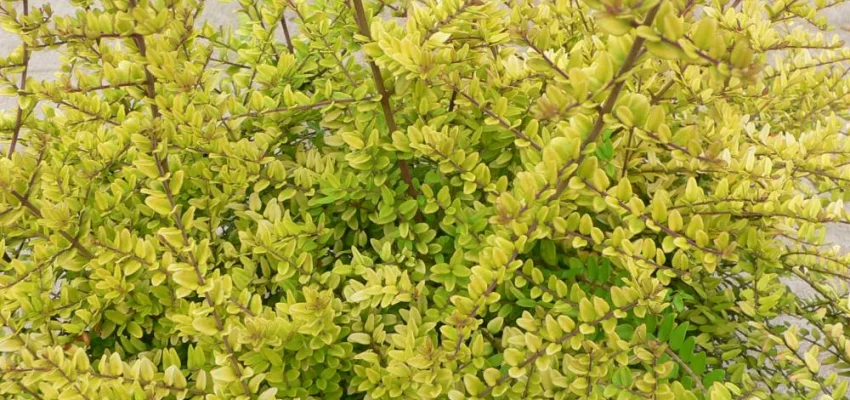 LONICERA nitida 'Baggesen's Gold' - Chèvrefeuille arbustif à feuilles dorées 'Baggessen's Gold'.