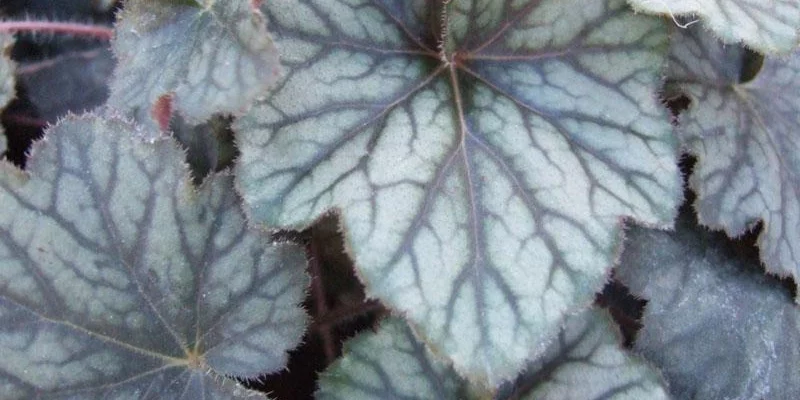 HEUCHERA 'Pinot Noir'®