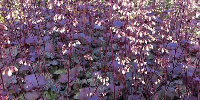 HEUCHERA 'Pinot Noir'®