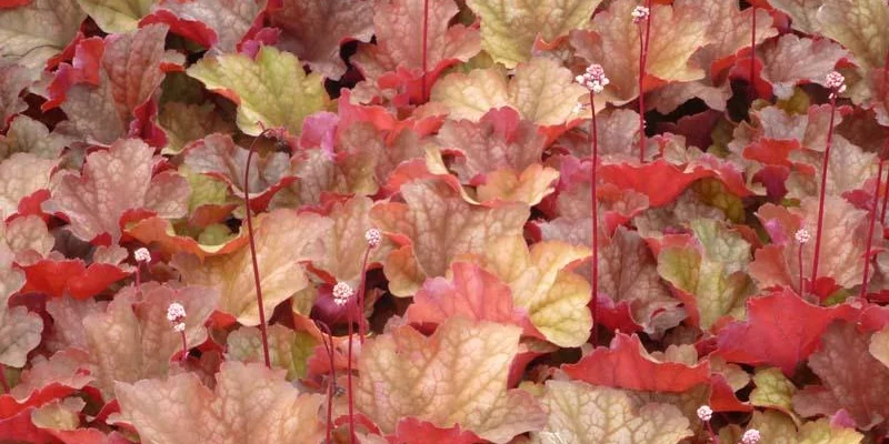 HEUCHERA 'Rio'