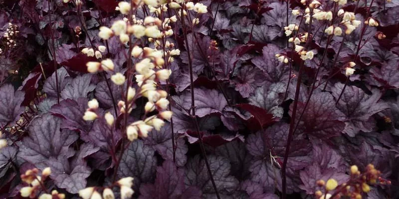 HEUCHERA 'Shanghai'® - Heuchère