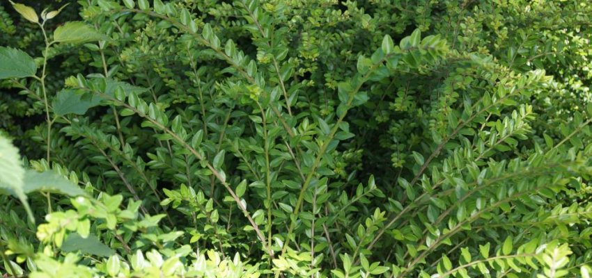 LONICERA nitida 'Maigrün' - Chèvrefeuille arbustif