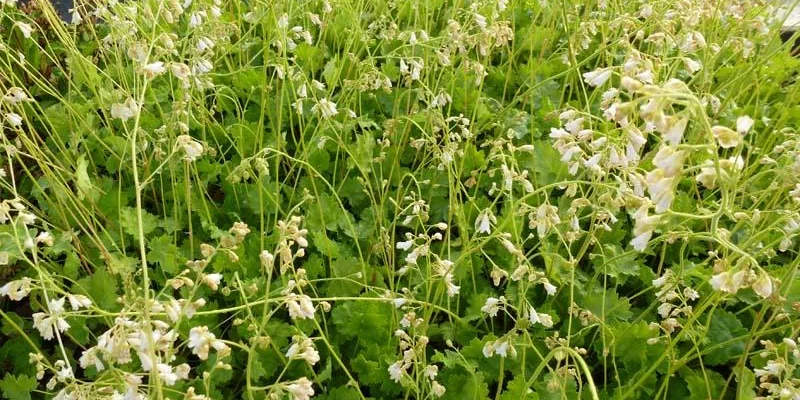 HEUCHERA 'White Cloud' - Heuchère