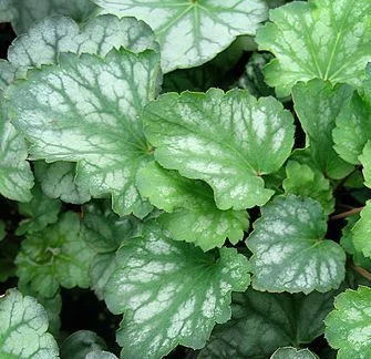 HEUCHERA 'White Cloud' - Heuchère