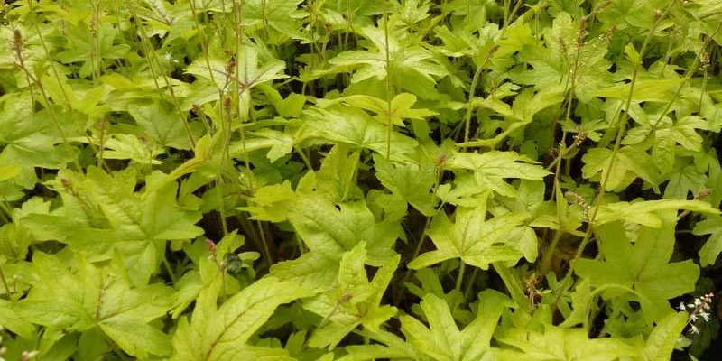 HEUCHERELLA 'Alabama Sunrise'®