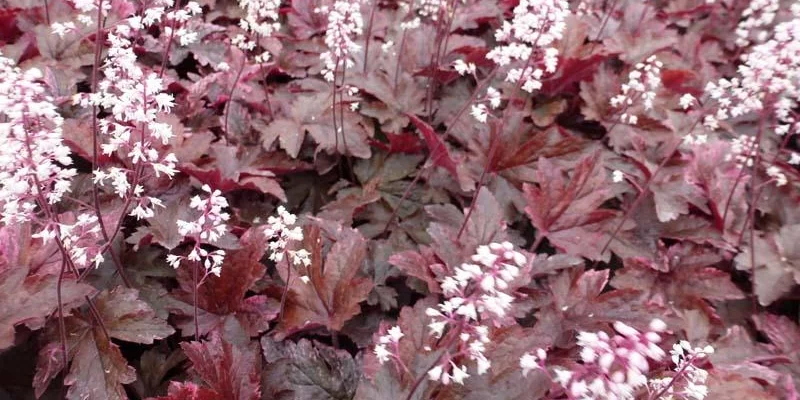 HEUCHERELLA 'Berry Fizz'®