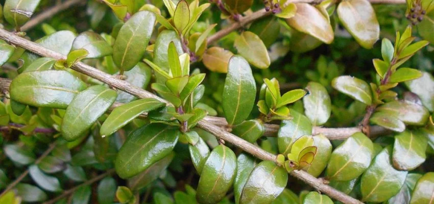 LONICERA pileata - Chévrefeuilles à cupule