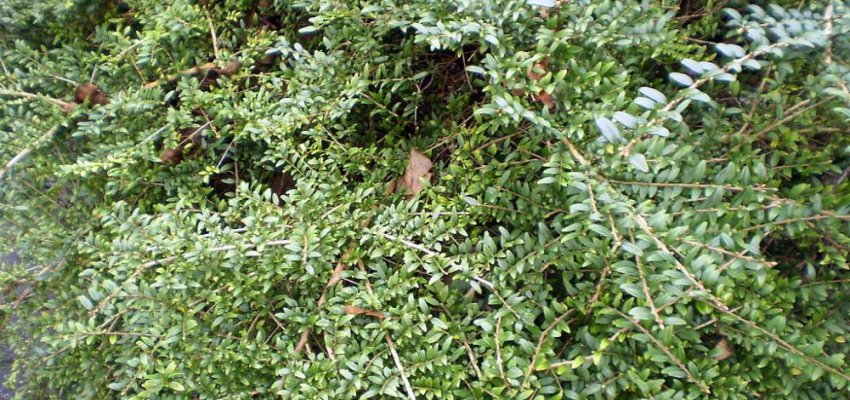 LONICERA pileata - Chévrefeuilles à cupule