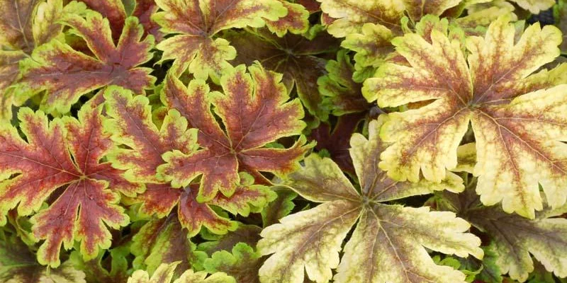 HEUCHERELLA 'Golden Zebra'®