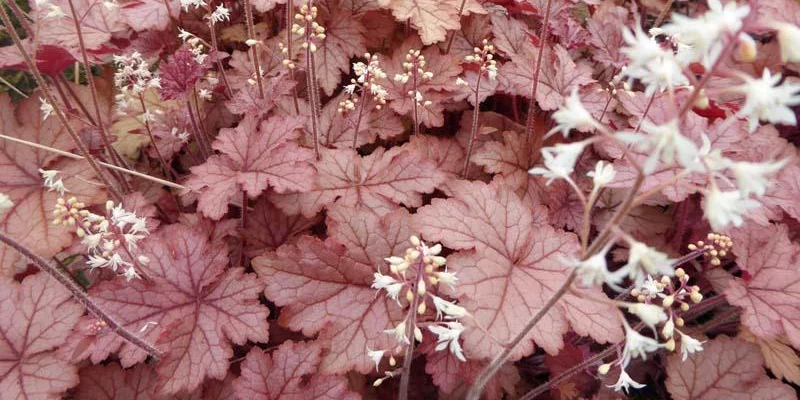 HEUCHERELLA 'Honey Rose'