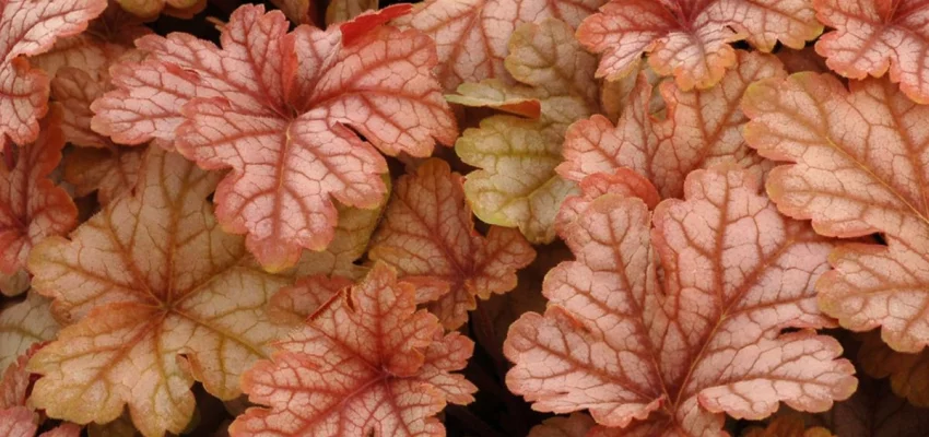 HEUCHERELLA 'Honey Rose'