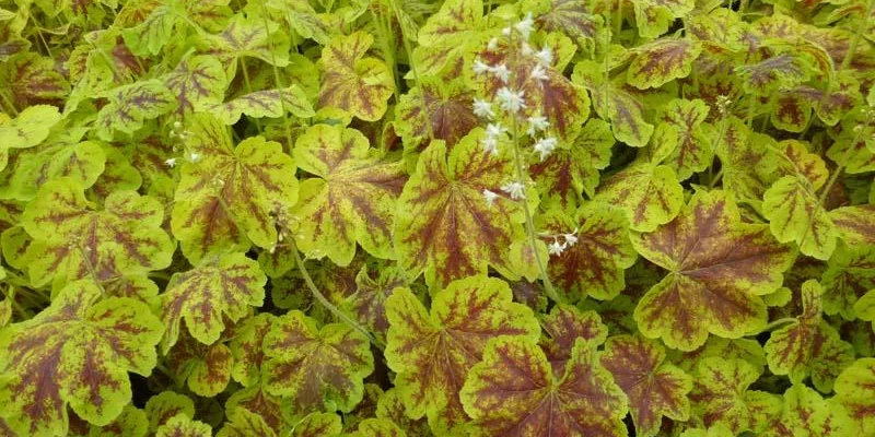 HEUCHERELLA 'Solar Eclipse'®