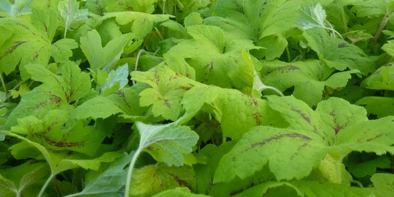 HEUCHERELLA 'Sunrise Falls'