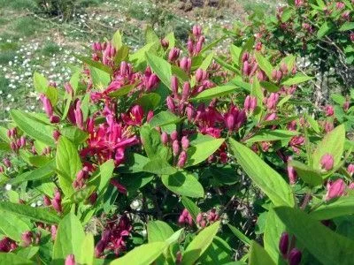 LONICERA tatarica 'Hack's Red' - Chèvrefeuille de Tatarie 'Hack's Red'